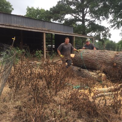 Mike's Complete Tree and Landscaping Services