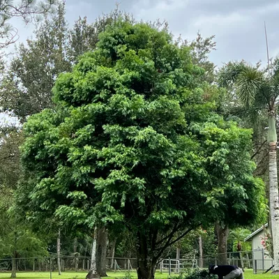 Every tree services