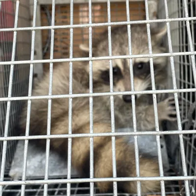 Onsite pest solutions