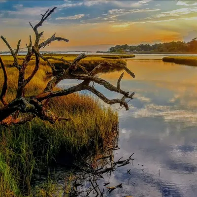 Bayou country Movers