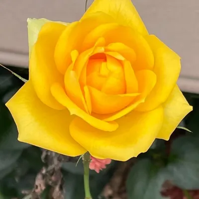 Yellow Roses Consulting