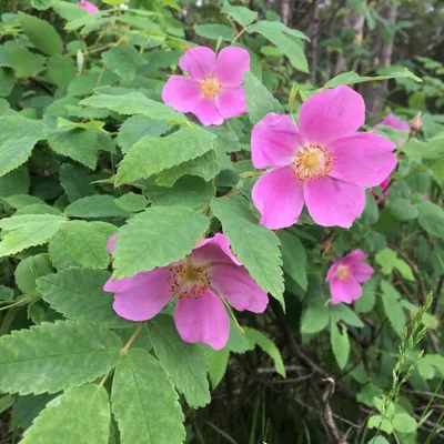 Alaska Yard & Property Services LLC