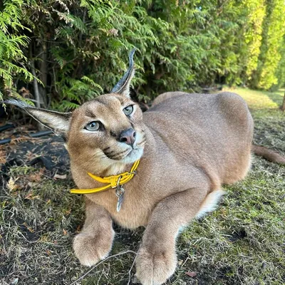 Jeffrey