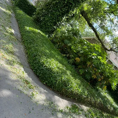 True landscape’s & design