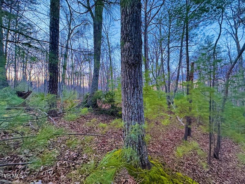 Greeneville, birde County, TN Undeveloped Land for sale Property ID: 418558944