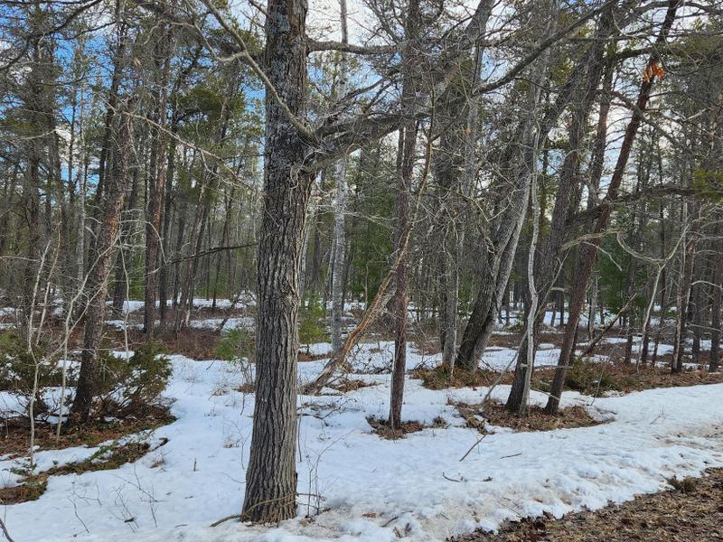 Ocqueoc, Presque Isle County, MI Undeveloped Land, Homesites for sale Property ID: 418828747