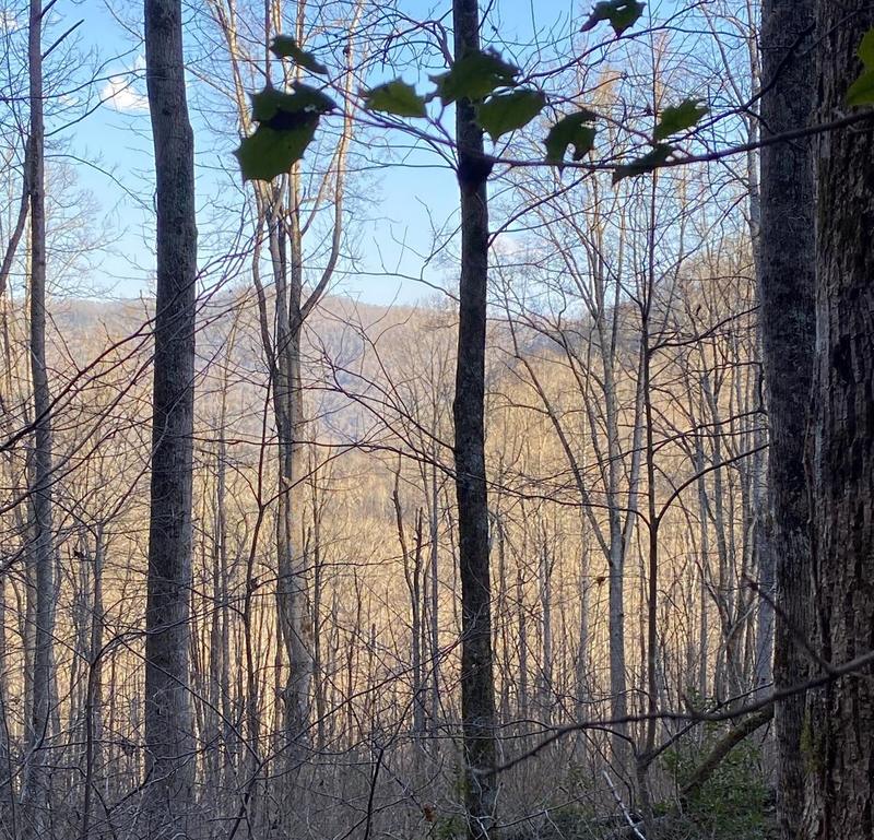 0 birder Spaniel Ct #12, Whittier, NC 28779 - MLS 4001482 for Sale