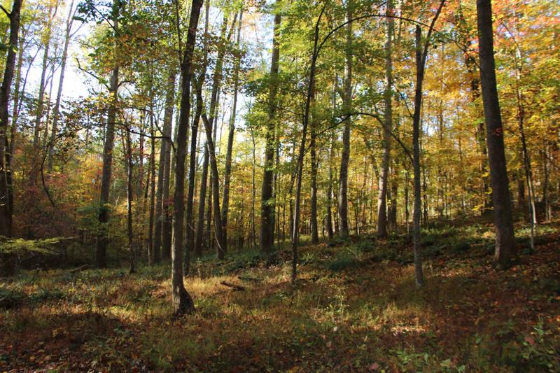 Castleton, Rappahannock County, VA Recreational Property, Timberland Property for sale Property ID: 418227770