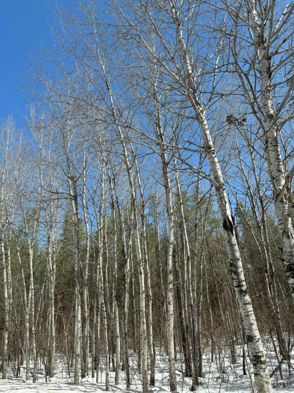 ON CREEK RD, Minocqua, WI 54548 Land For Sale  MLS# 201104