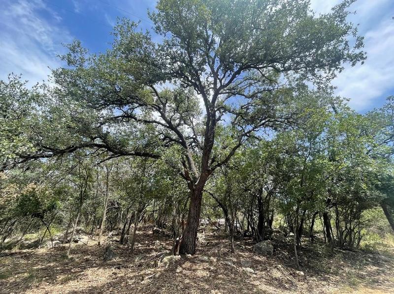 Lot 297 & 298 Magnolia Ln, Cottonwood Shores, TX 78657 - MLS 9368069 for Sale