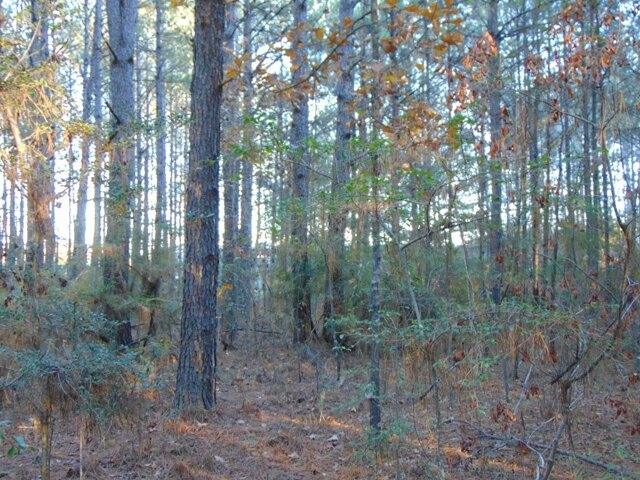 Plot For Sale In Monticello, Mississippi