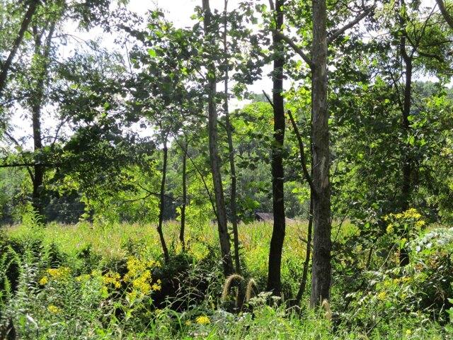 Plot For Sale In Paoli, Indiana