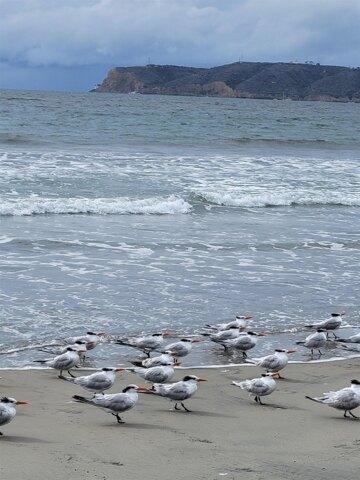 1 Bedroom 1 Bath In Coronado CA 92118 for Rent
