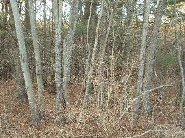 Oneonta, Otsego County, NY Undeveloped Land for sale Property ID: 416878664