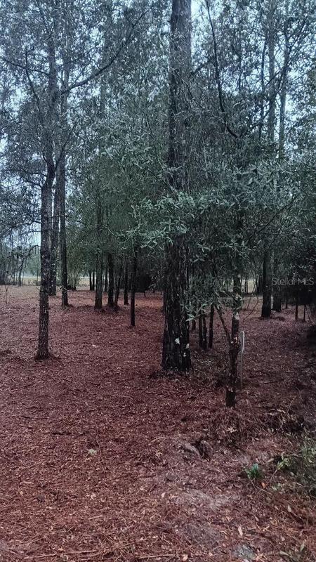 Bronson, Levy County, FL Undeveloped Land, Homesites for sale Property ID: 418609040