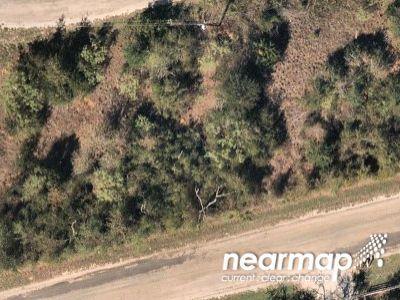 Black Pine Cir for Sale
