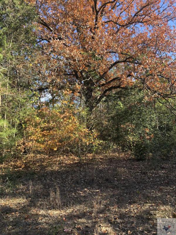 PRIVATE ROAD E 3044, Marshall, TX 75672 Land For Sale  MLS# 113572
