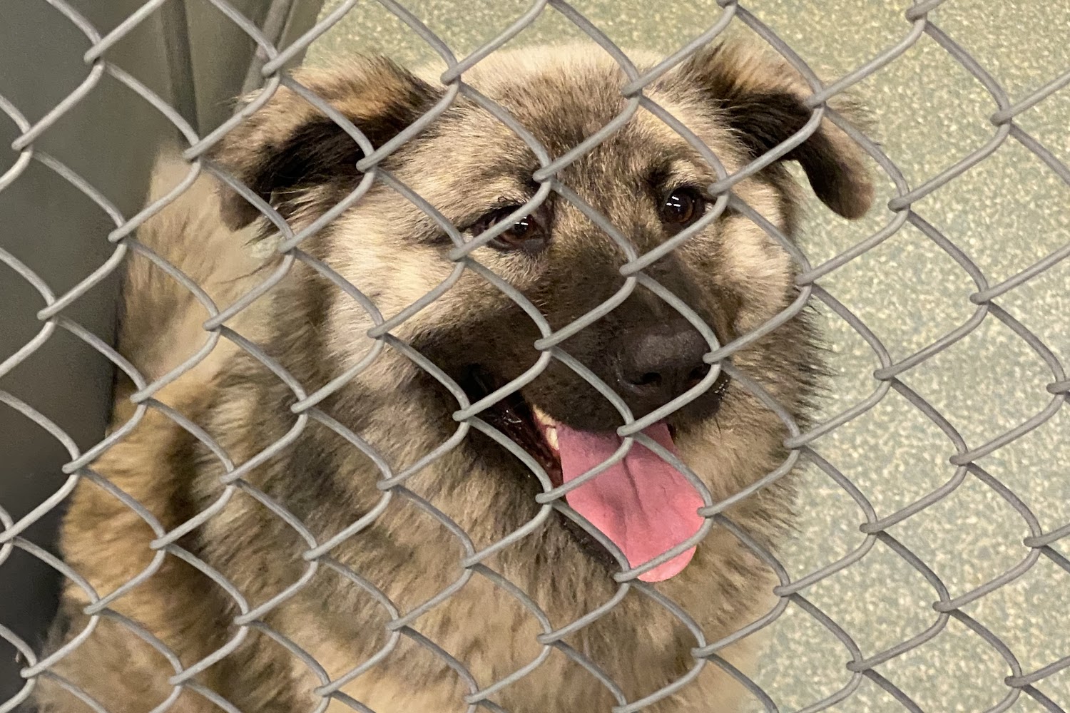 Desoto County Animal Control