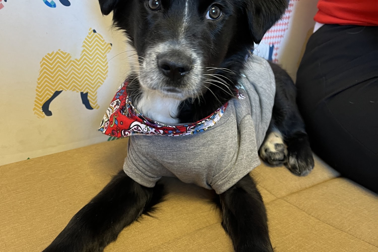 Mohave County Animal Control