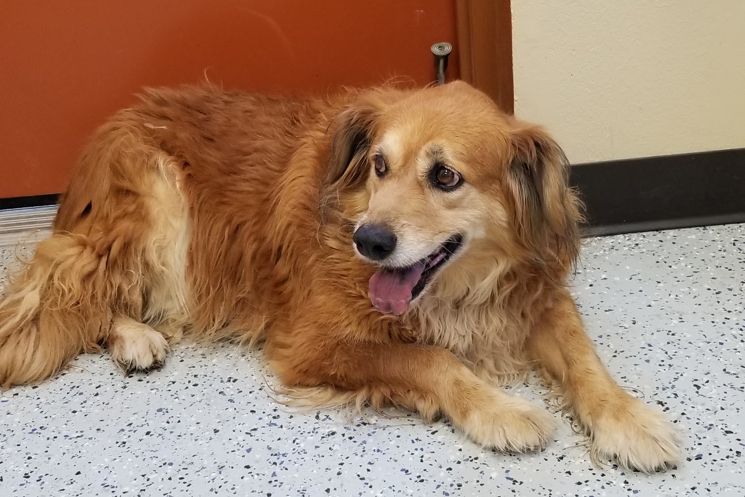 Animal Shelter