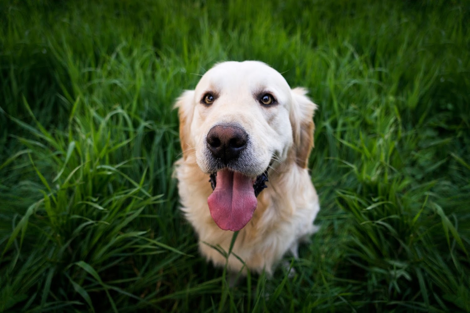 Pets for Life