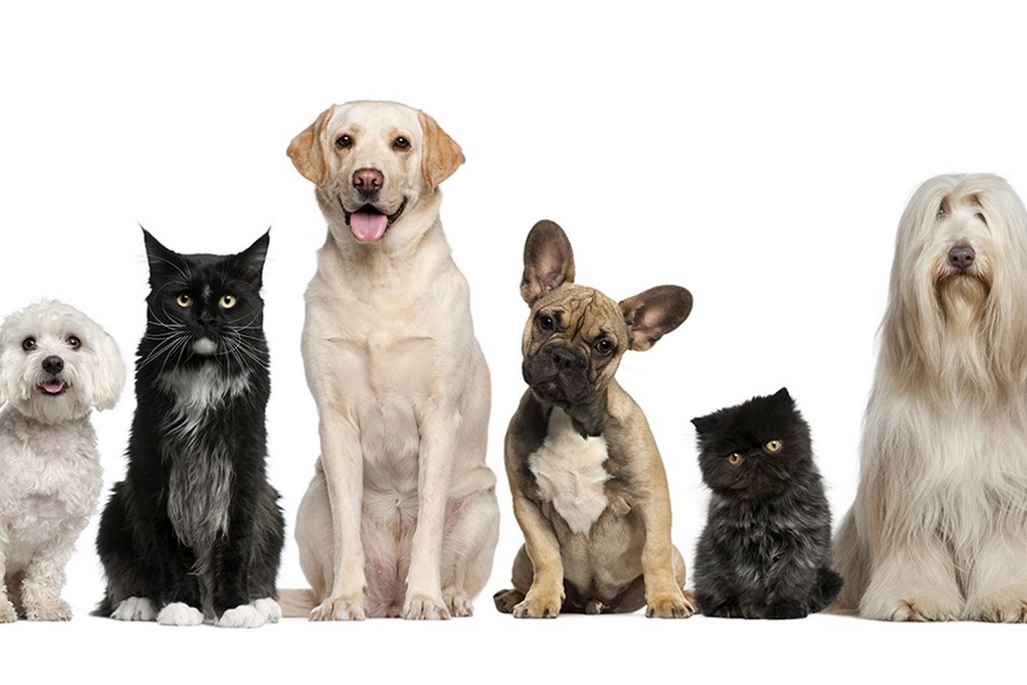 Animal Care Center Veterinary Hospital