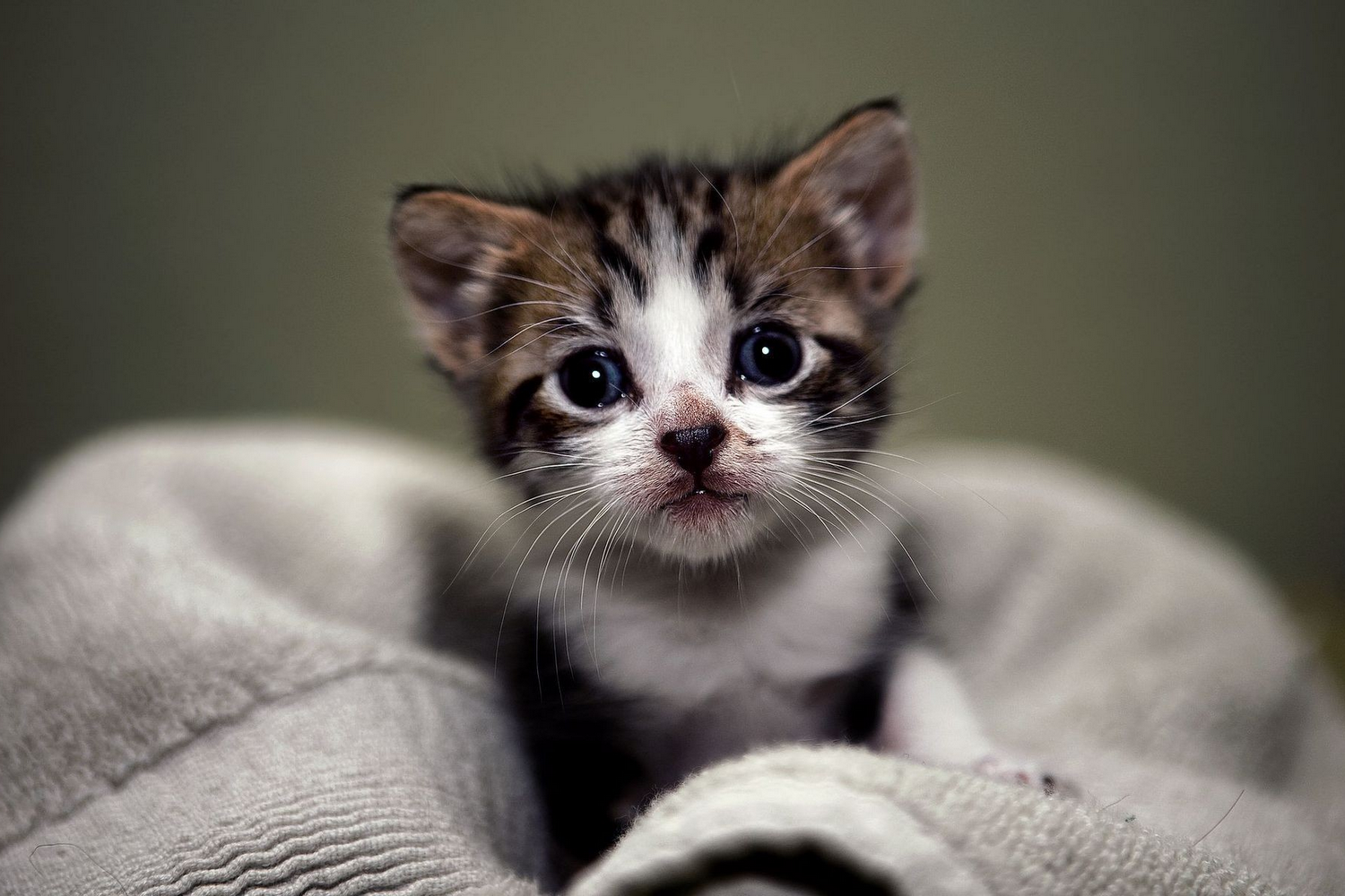 Safe Haven For Cats