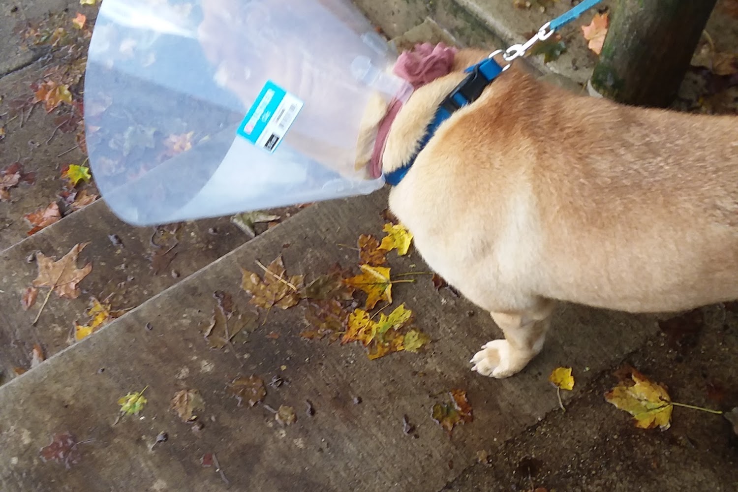 Cass County Animal Shelter