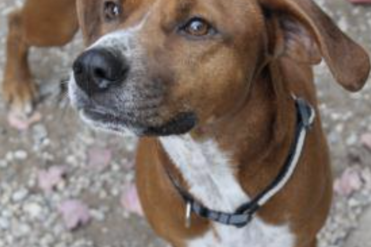 Charlevoix County Humane Society