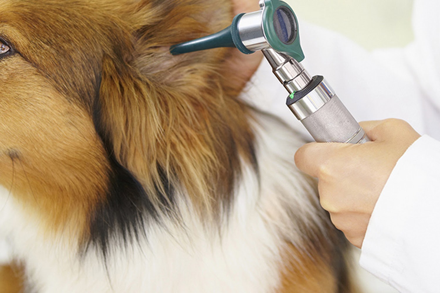 Stewart's Mountain View Animal Hospital