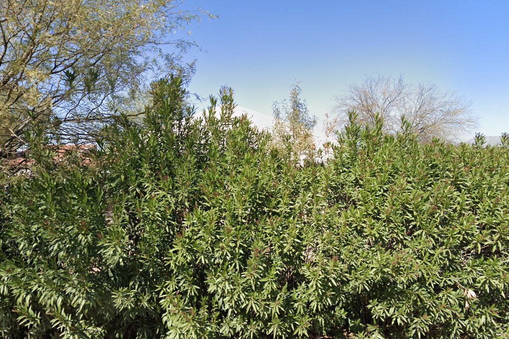Camelback Desert School