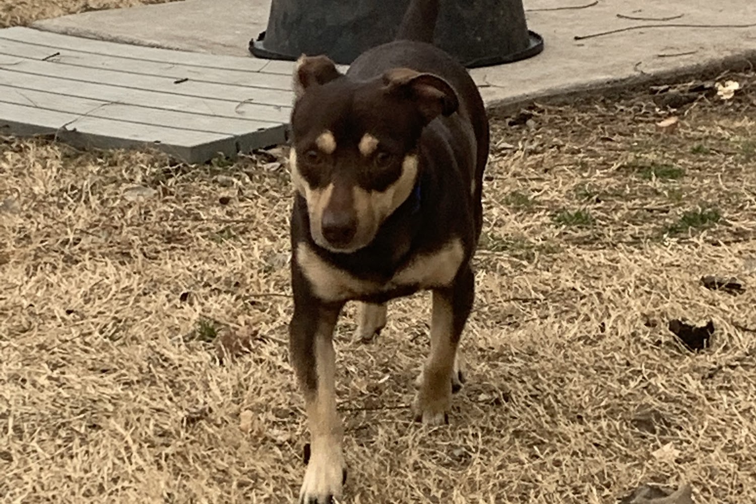 Bella Vista Animal Shelter