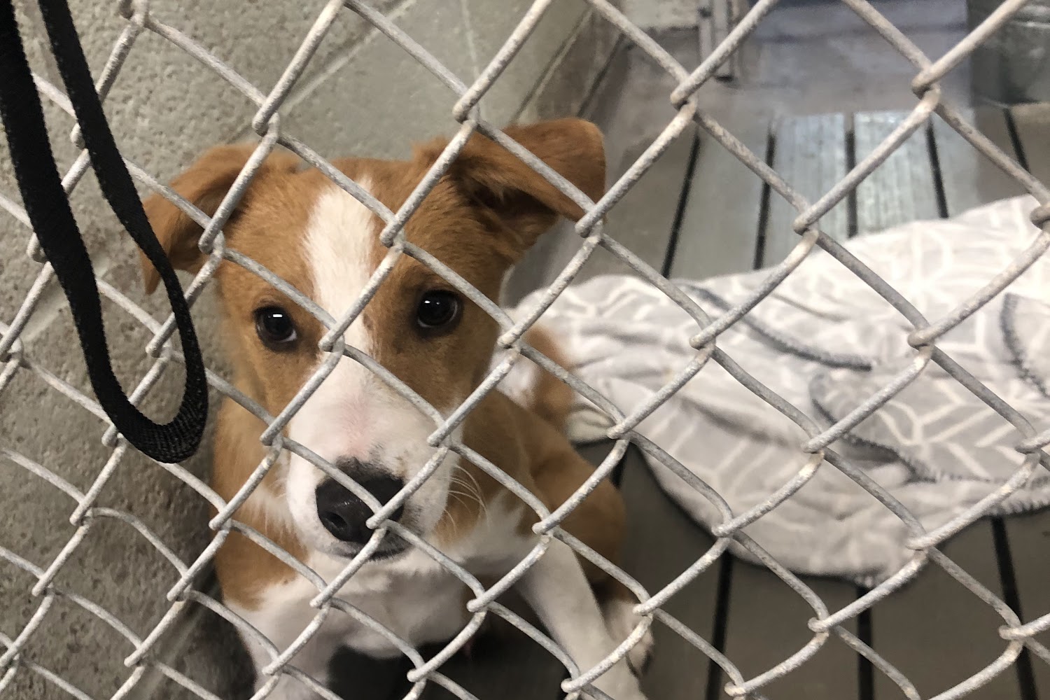 Village of Los Ranchos Animal Control