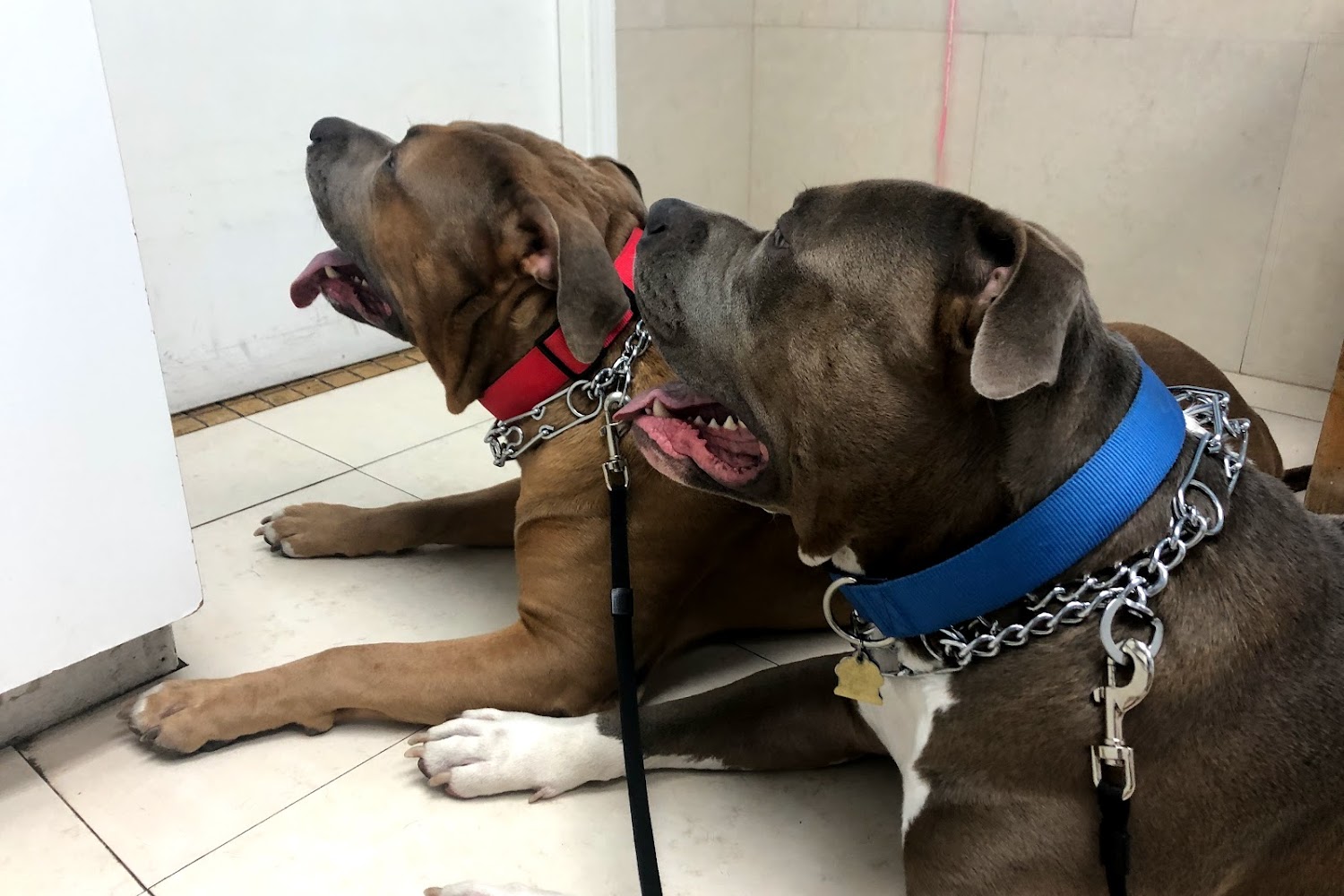 Mandarin Pet Emergency Hospital
