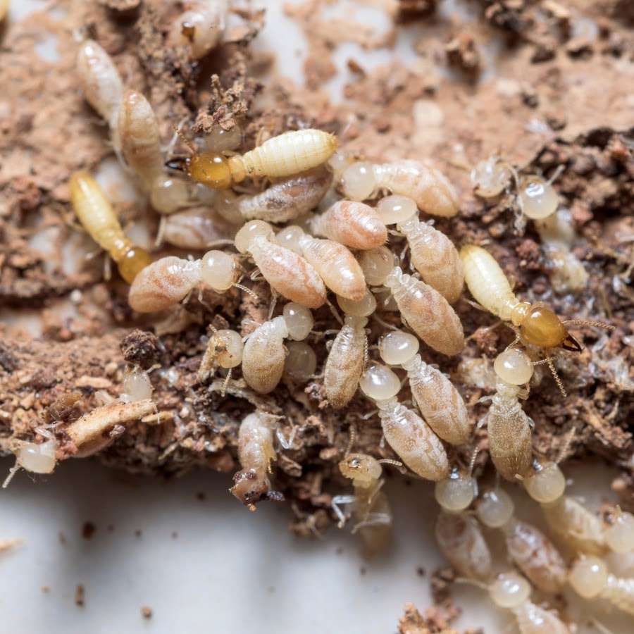 Rite Aid Pharmacy