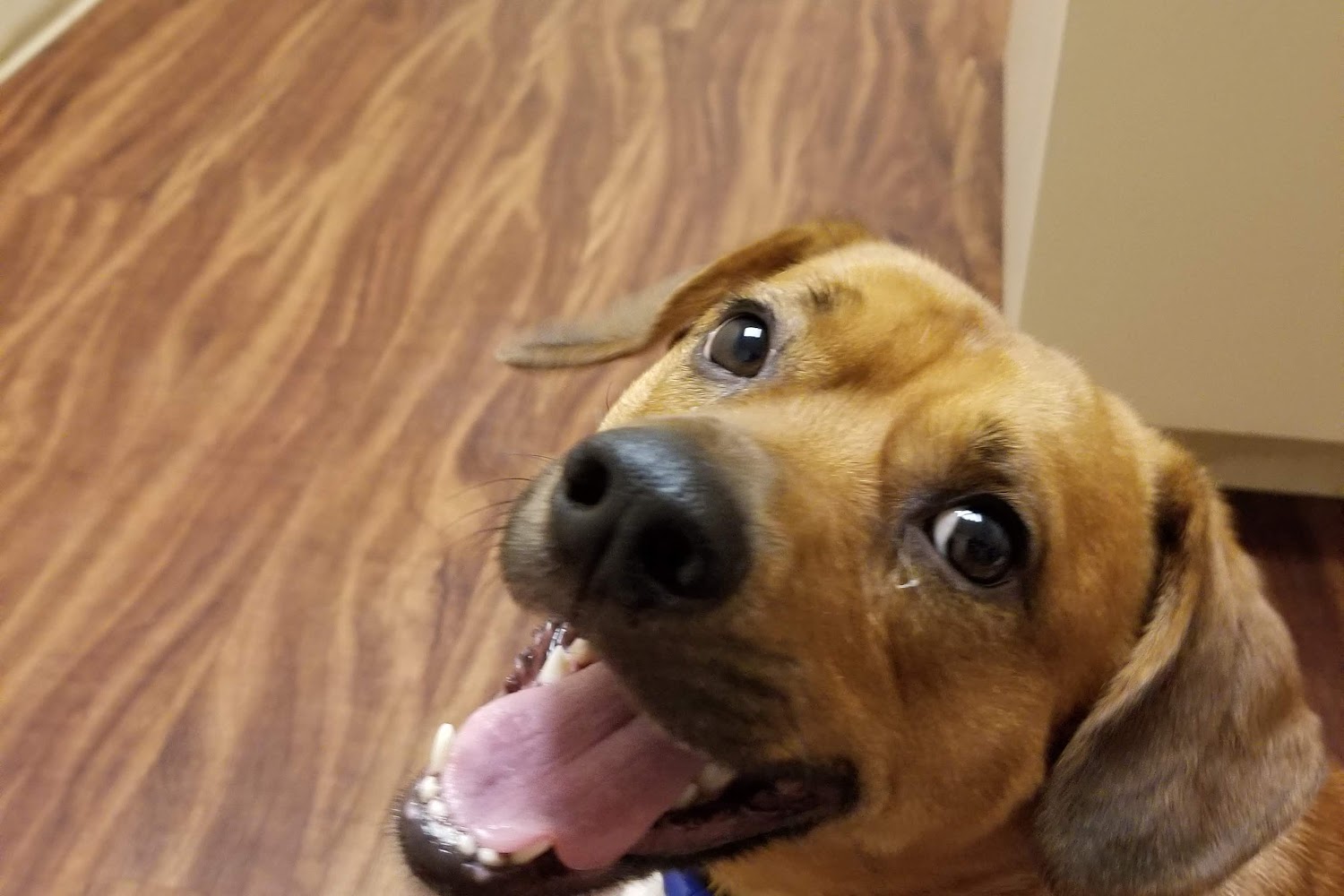 Clermont Animal Hospital South