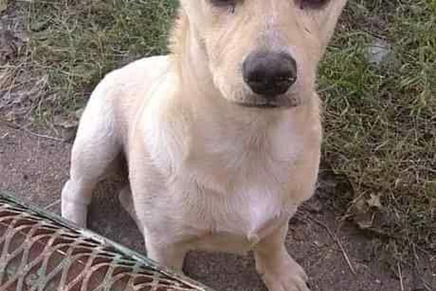 Blytheville Animal Shelter