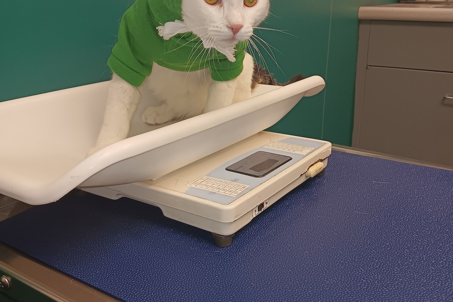 Lewiston Veterinary Hospital
