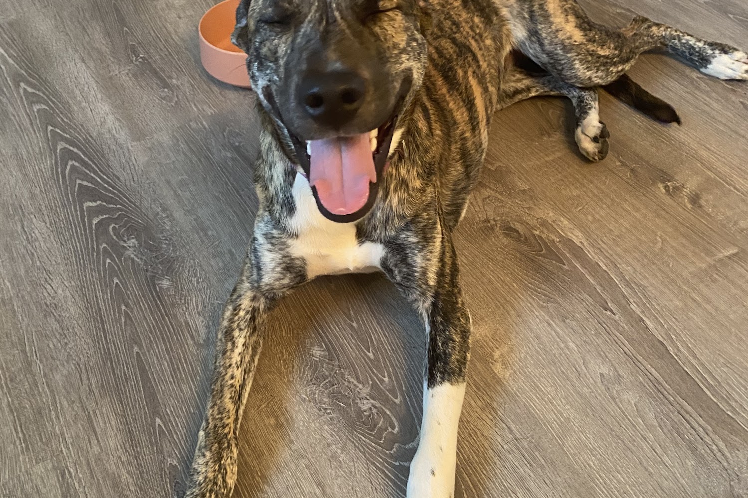 Leesburg Humane Society