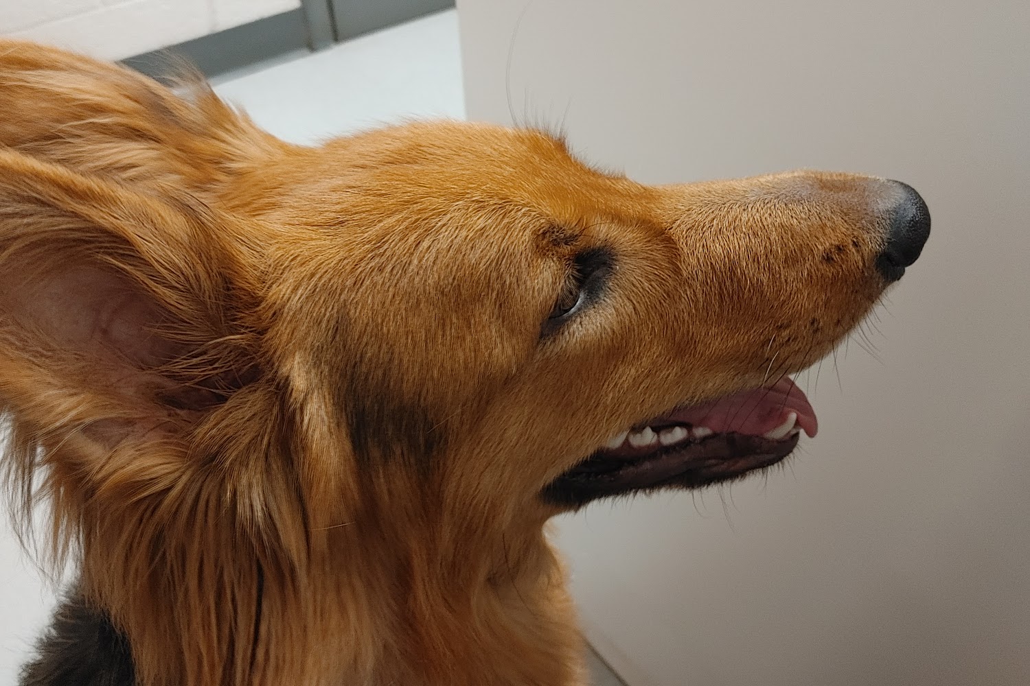 Tidewater Veterinary Hospital