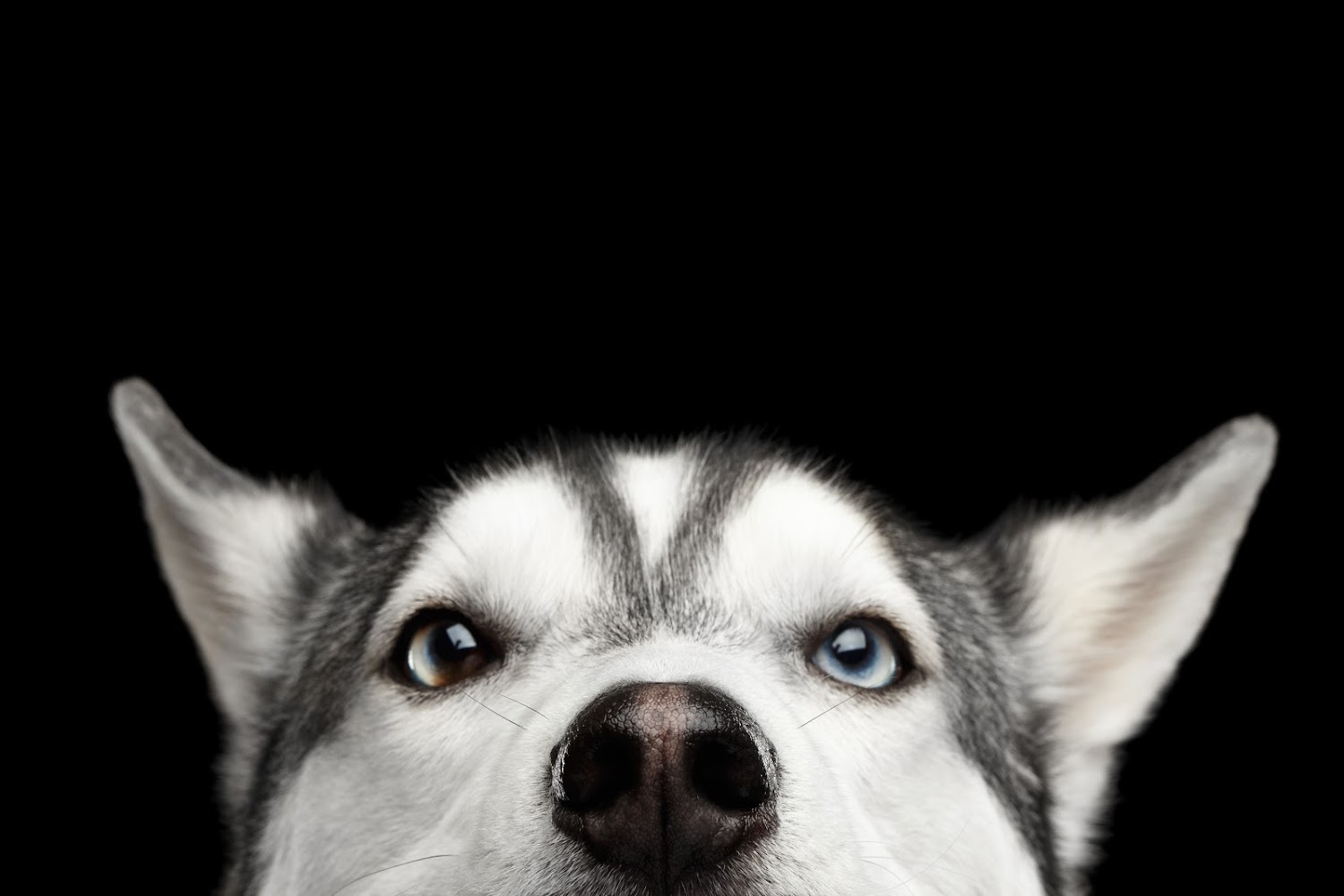Frederick Emergency Animal Hospital