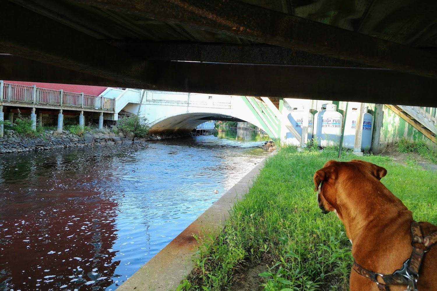 Saranac Lake Animal Shelter
