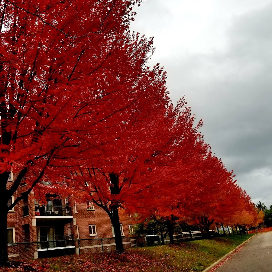 City Colleges of Chicago-Wilbur Wright College