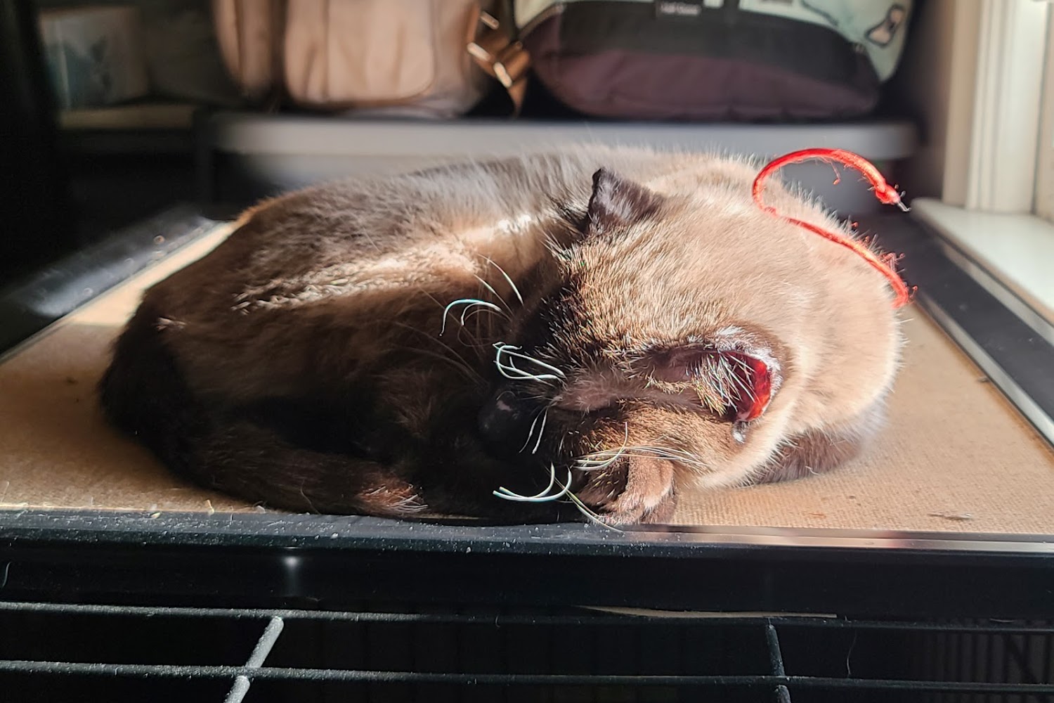 Centralia Humane Society