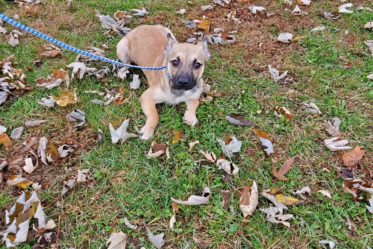 Richland County Animal Control