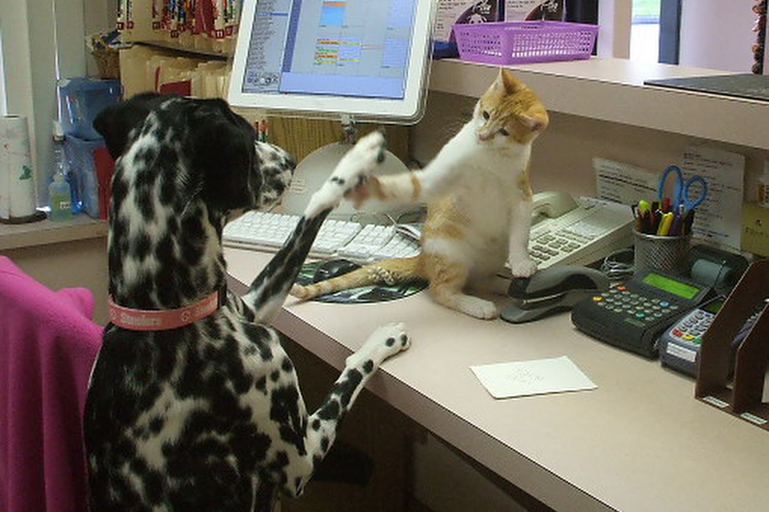 Animal Hospital of Fairview Park
