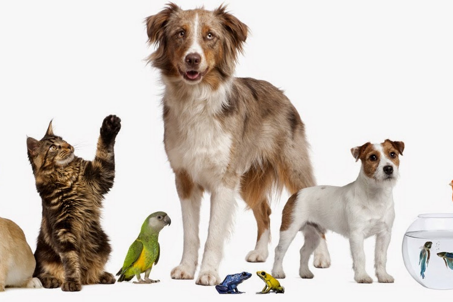 The Kindness Animal Hospital