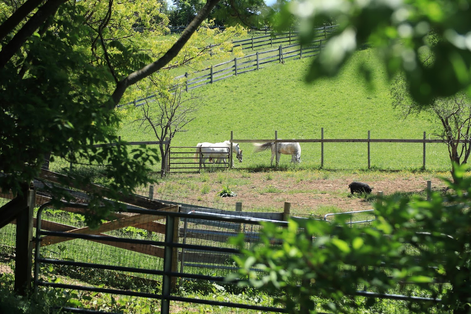 Spring Farm Cares