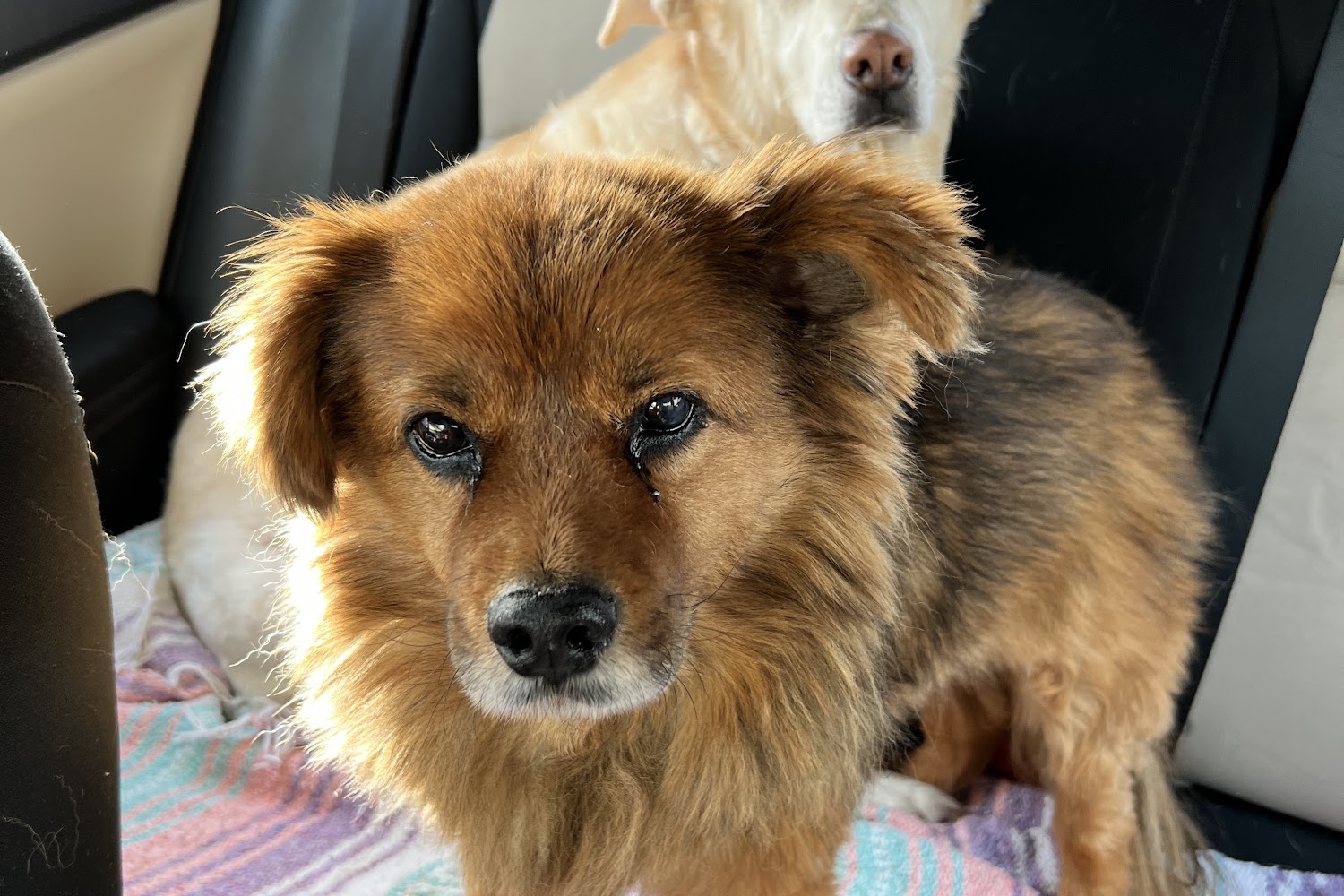 Bishop Animal Hospital
