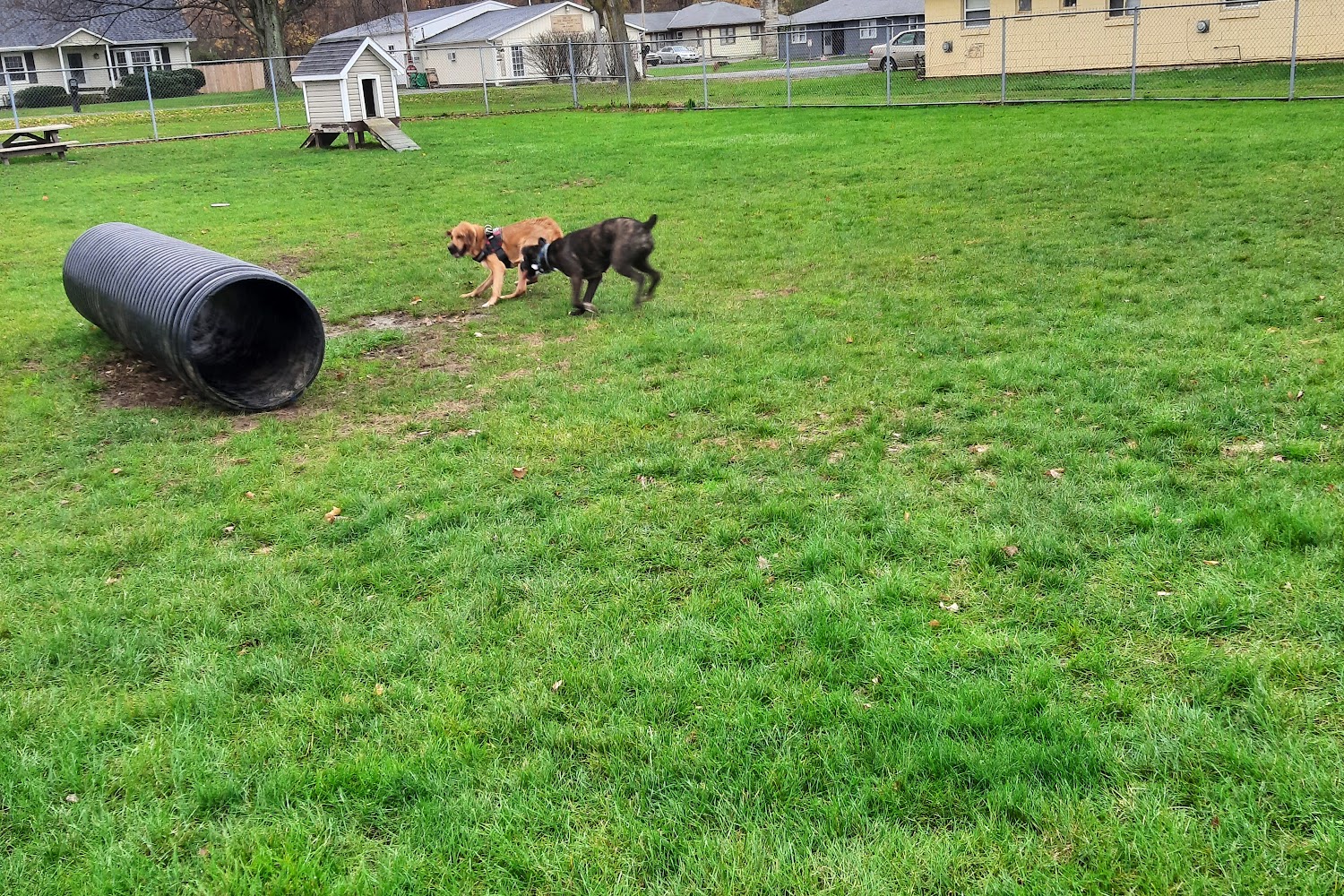 Lake County Dog Shelter